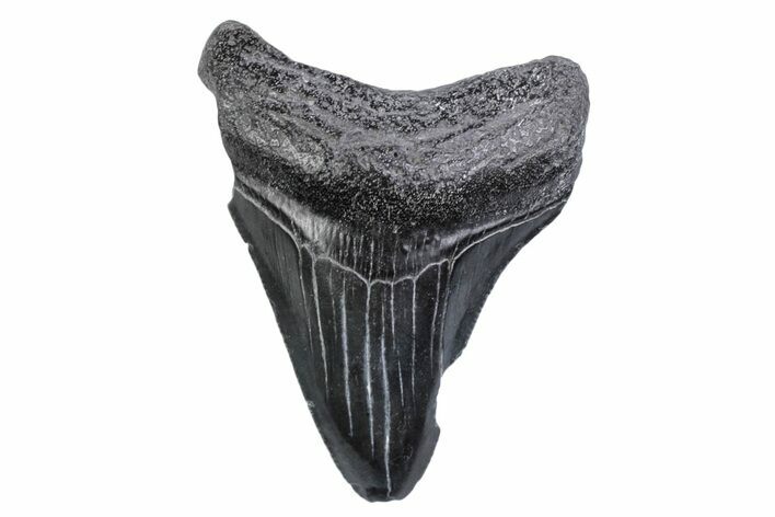 Serrated, Juvenile Megalodon Tooth - South Carolina #370431